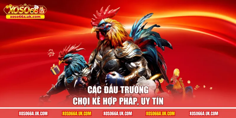 Các đấu trường chọi kê hợp pháp, uy tín