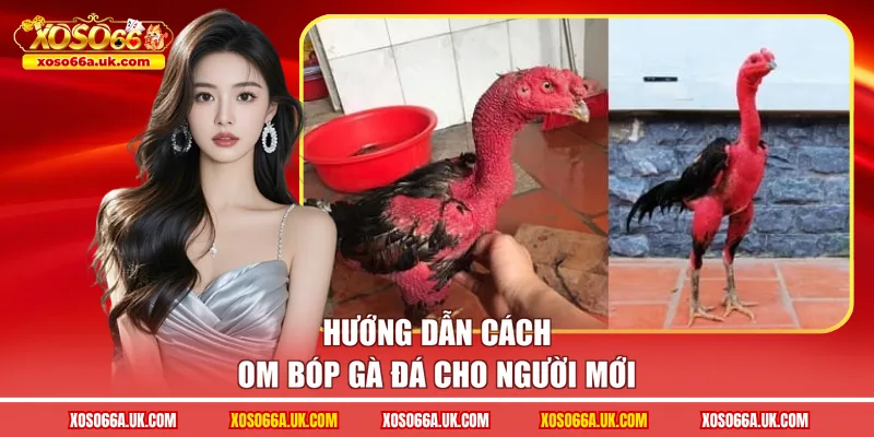 Hướng dẫn cách om bóp gà đá cho người mới