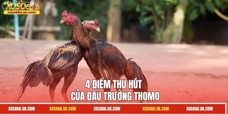 4 Điểm thu hút của đấu trường Thomo