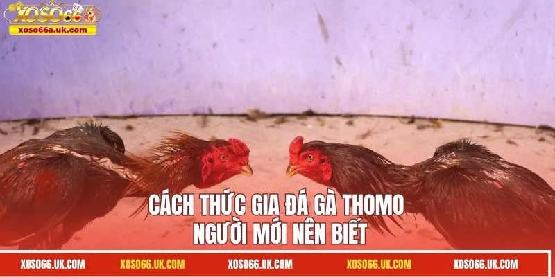 Cách thức gia đá gà Thomo người mới nên biết