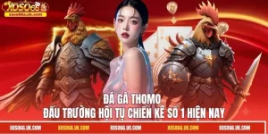 Đá Gà Thomo - Đấu Trường Hội Tụ Chiến Kê Số 1 Hiện Nay