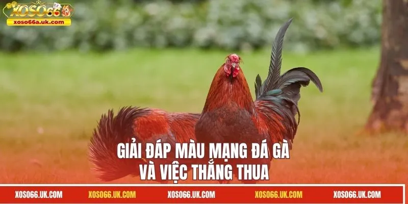 Giải đáp màu mạng đá gà và việc thắng thua