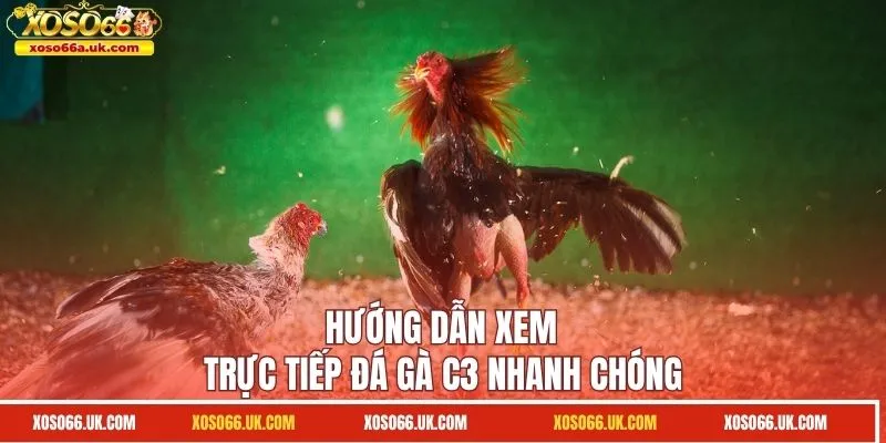Hướng dẫn trực tiếp đá gà C3 nhanh chóng