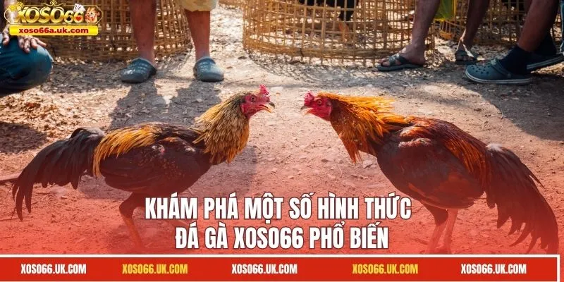 Khám phá một số hình thức đá gà XOSO66 phổ biến
