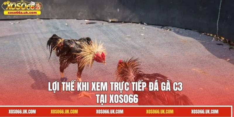 Lợi thế khi xem trực tiếp đá gà C3 tại XOSO66