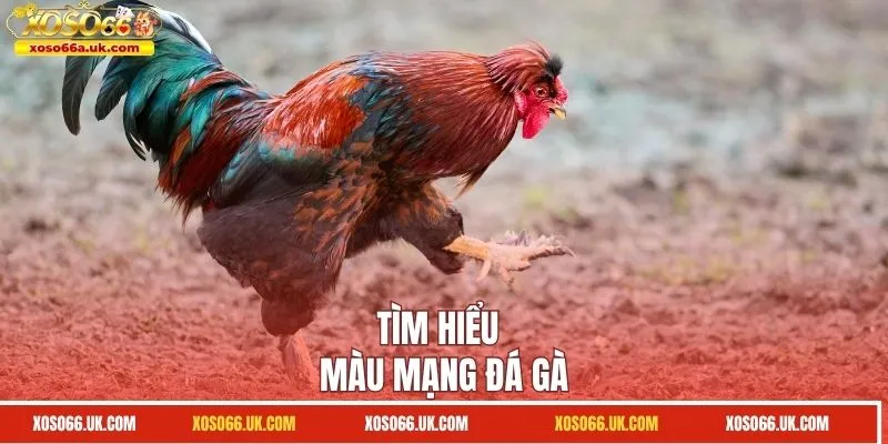 Tìm hiểu màu mạng đá gà 