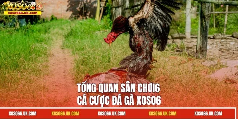 Tổng quan sân chơi cá cược đá gà XOSO66